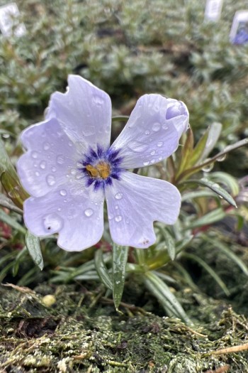 Флокс шилоподібний Фабулос Блю Віолет|Phlox subulata Fabulous Blue Violet|Флокс шиловидный Фабулос Блю Виолет